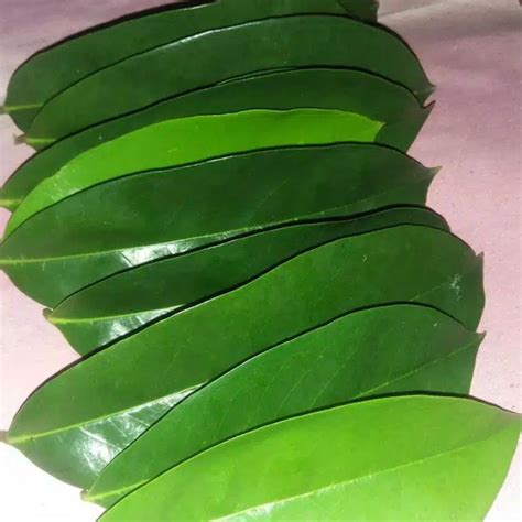 Jual DAUN SIRSAK 25 LEMBAR HERBAL | Shopee Indonesia