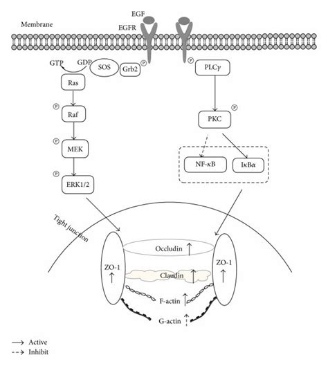 The Egfr Phospholipase Plc Pkc And Egfr Erk Mapk Signaling Pathways