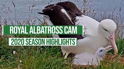 2020 Royal Albatross Cam Season Highlights - YouTube