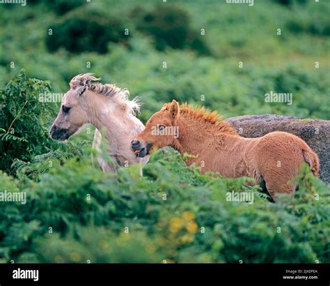 Free-ranging Dartmoor Pony. Two foals, just a few gays old, standing in bracken. Dartmoor ...