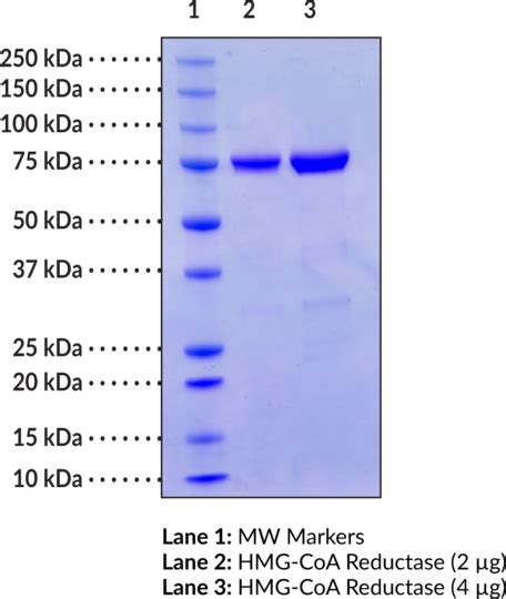 HMG-CoA Reductase (human recombinant)