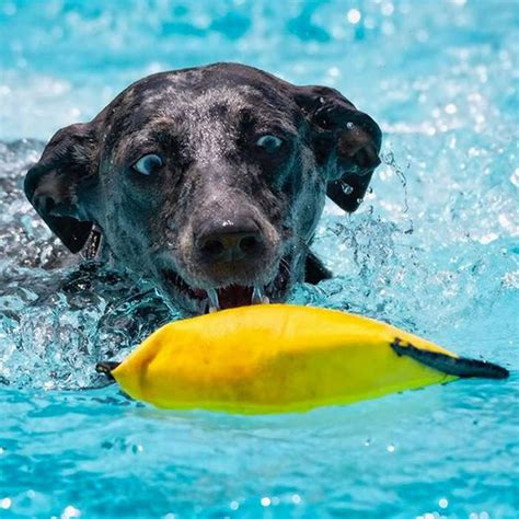 Waterproof Dog Bed Covers