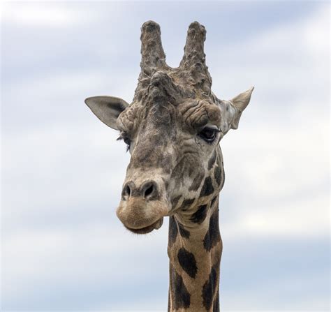 Giraffe Free Stock Photo Public Domain Pictures