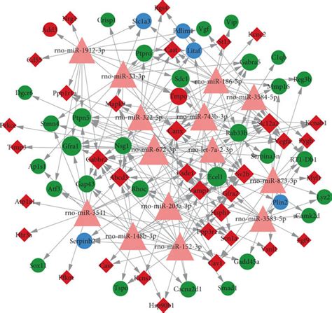 The Mirna Target Regulatory Network Red Nodes Represent Cluster 1