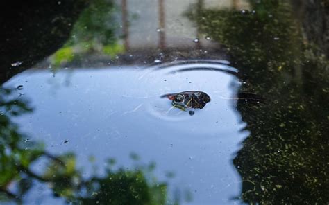 red eared slider a freshwater turtle from mexico a popular aquatic pet