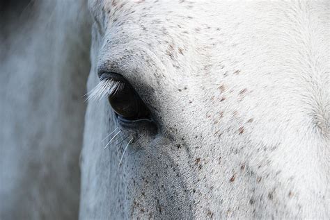 Dappled Grey Horse Eye Lashes Photograph by Erin Smallwood - Pixels