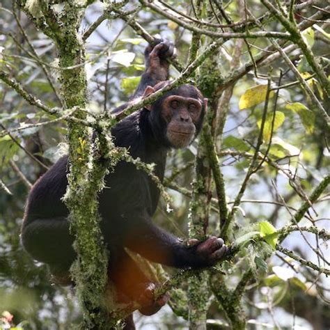 Chimpanzee habitat restoration in Rwanda | Wilderness