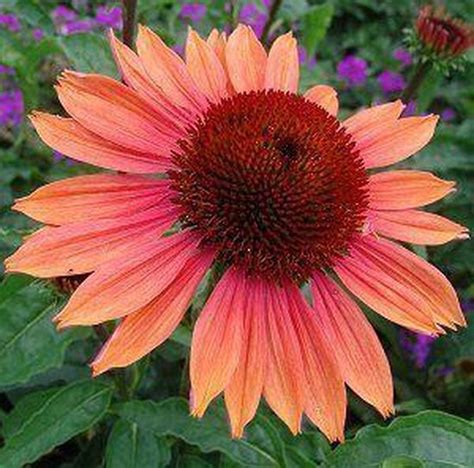 3 X Echinacea Purpurea Summer Sky Zonnehoed Pot 9x9cm