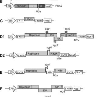 Schematic Representation Of Expression Cassettes Used For The