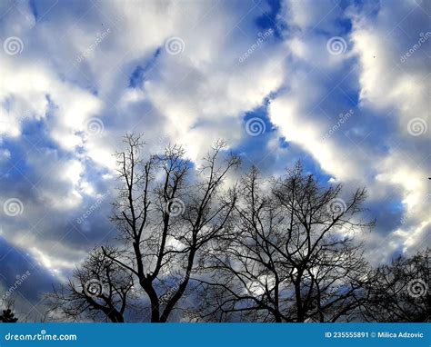 Winter Blue Sky On Daylight And Naked Trees Stock Image Image Of Naked Branch