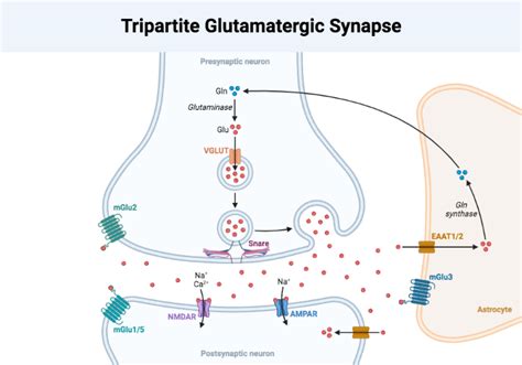 Tripartite Glutamatergic Synapse | BioRender Science Templates