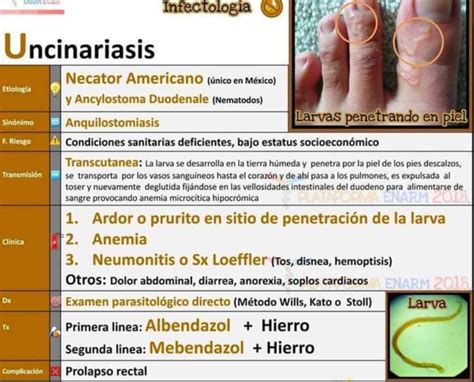 diagrama de  ancylostoma duodenale  necator americanus hookworm