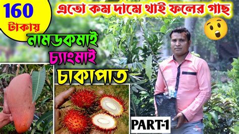 জলের দামে পাবেন আপনার পছন্দের থাই ভ্যারাইটির ফলের গাছ ও আমের প্রচুর