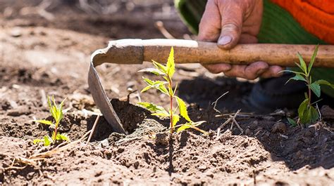 Las Caracter Sticas De La Agricultura Org Nica Peruana