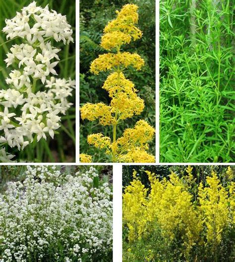 Подмаренник