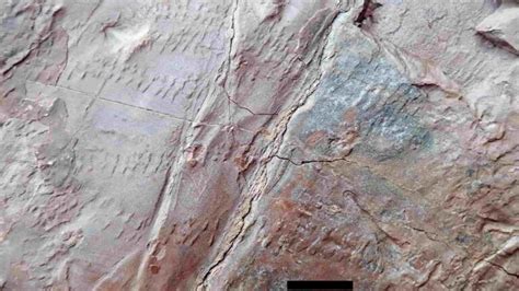 Earth S Earliest Forest Revealed In Somerset Fossils Geology Page