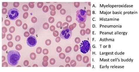 White Blood Cells Diagram | Quizlet