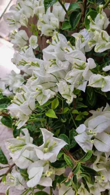 Huge White Bougainvillea Plant In Cm Pot Noble Park Vic Plants