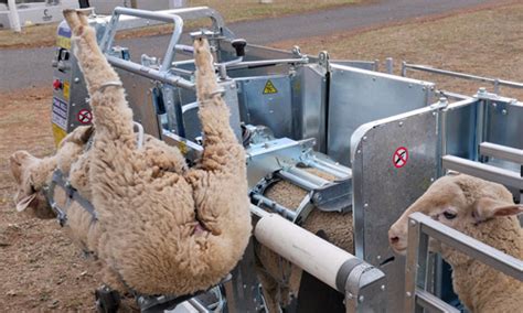 Sheep Handling Products And Equipment Peak Hill Industries