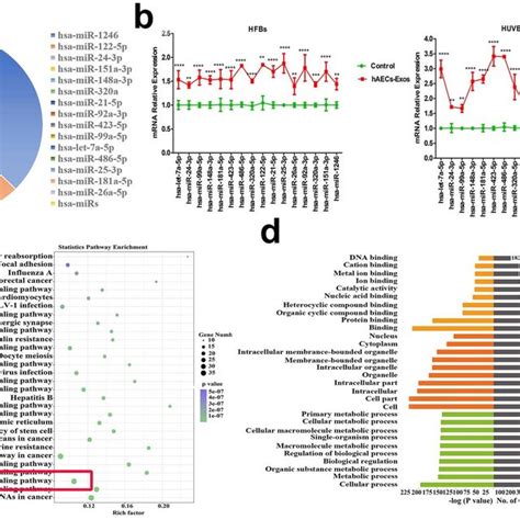 Mirnas Profile Of Haecs Exos And Enrichment Pathway Analysis A The