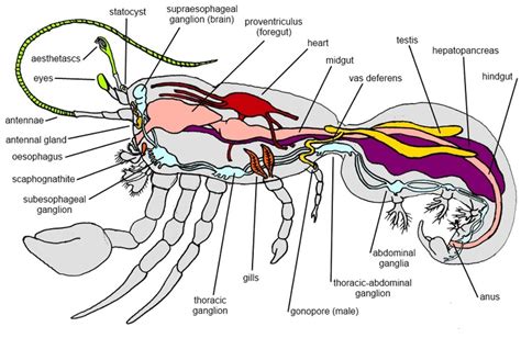 Internal System - Thinstripe Hermit Crab