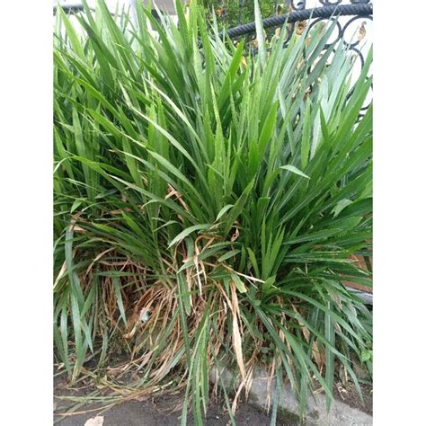 Jual Rumput Odot Segar Shopee Indonesia