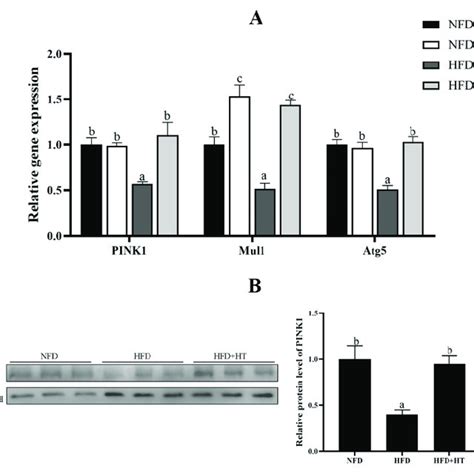 Relative Gene Expression Of Mitophagy Related Genes A And Protein Download Scientific Diagram