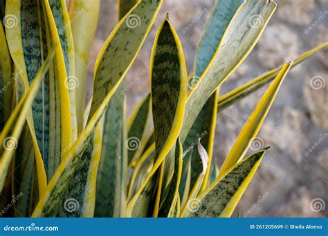 Dracaena Trifasciata Snake Plant Next To A Window Houseplant Potted