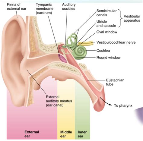 The Ear Flashcards Quizlet