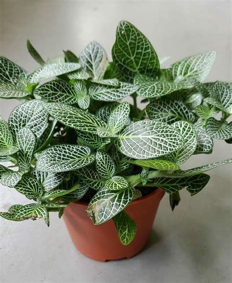 Fittonia Albivenis Nerve Plant Mosaic Plant Silver Threads Variegated