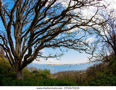 Naked Tree Branches Unusual Shape Adorn Stock Photo 1950670204 Shutterstock