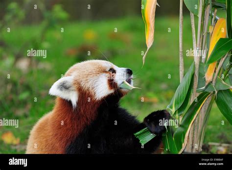 Panda rojo comiendo fotografías e imágenes de alta resolución - Alamy