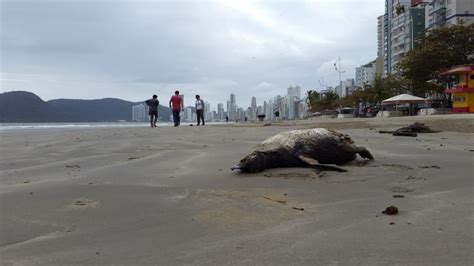 Pinguins são encontrados mortos em praias de Balneário Camboriú Santa