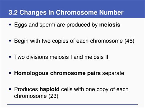 Ppt Changes In Chromosome Number Powerpoint Presentation Free