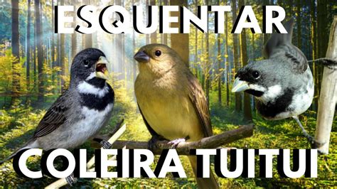 Canto de coleira e coleira cantando tui tui e piado de fêmea para