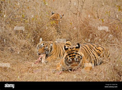 Tiger Eating Deer High Resolution Stock Photography and Images - Alamy