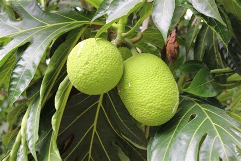 Climate Resilient Breadfruit Might Be The Food Of The Future