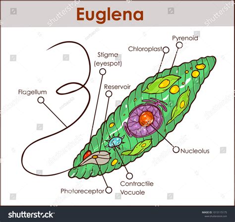 Kingdom Protista Euglena