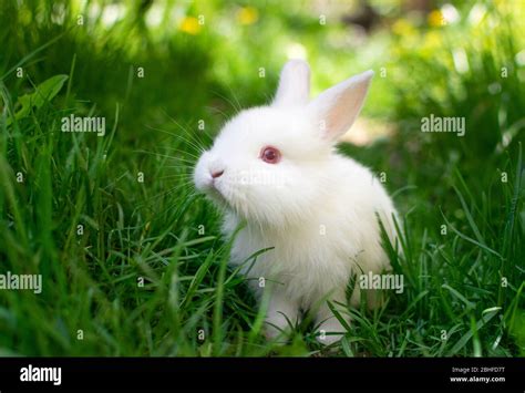 beautiful white fluffy baby rabbit playing  green grass stock photo