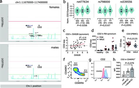 E2 Mediated Regulation Of Cd2 Is Conserved In Humans A Genetic