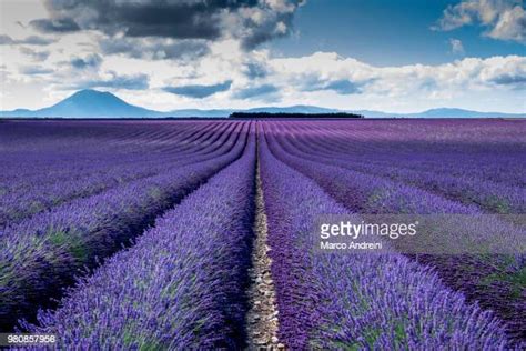 108 Lavanda Landscape Stock Photos High Res Pictures And Images