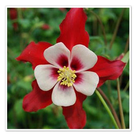 A Red And White Flower With Yellow Stamens In It S Center Surrounded By