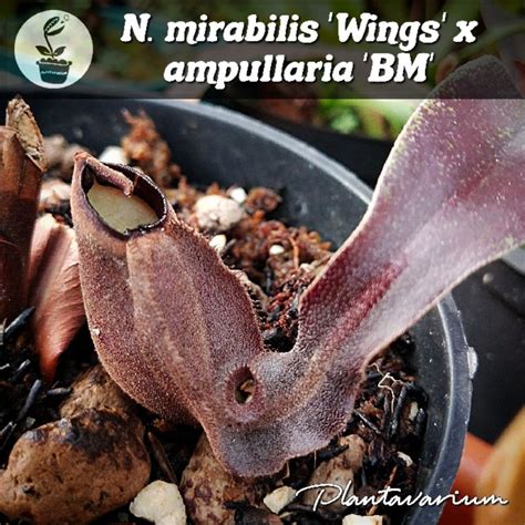 Jual Tanaman Karnivora Kantung Semar Nepenthes Mirabilis Wings X