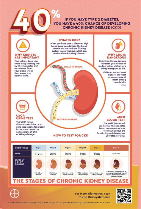 Chronic Kidney Disease Poster Behance