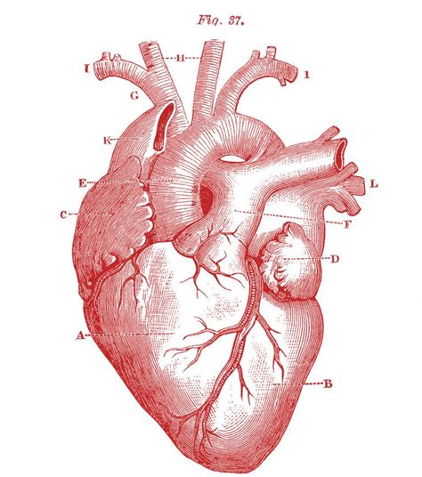 8 Anatomical Heart Drawings! | Anatomical heart drawing, Heart drawing ...