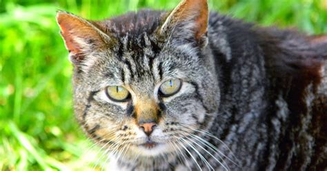 Shy Old Tom Tabby The Feral Life Cat Blog