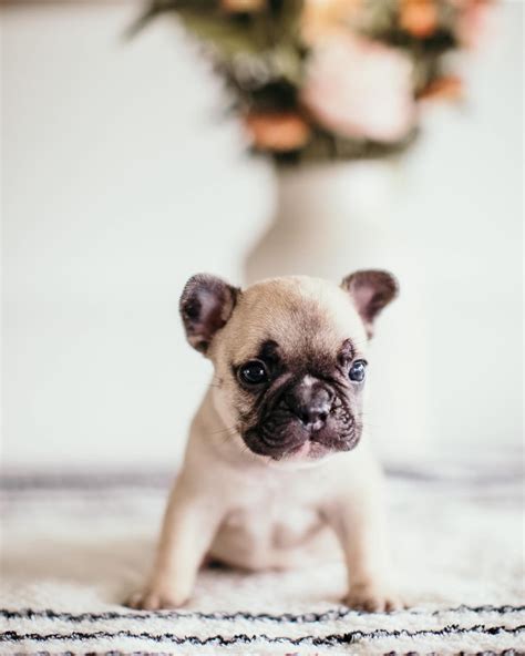 French Bulldog (Frenchie) Puppies For Sale In Hawaii