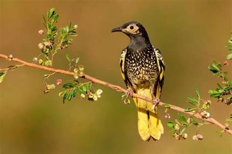 Rare birds in Australia have forgotten how to sing their own song ...