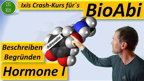 Hormone Vergleich Peptidhormone Und Steroidhormone Bersicht Ber