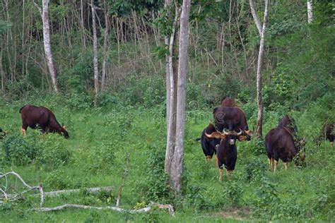 Gaur in the Nature Habitat in Thailand Stock Image - Image of bull, mammal: 115371223